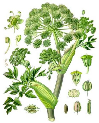 Angelica radice