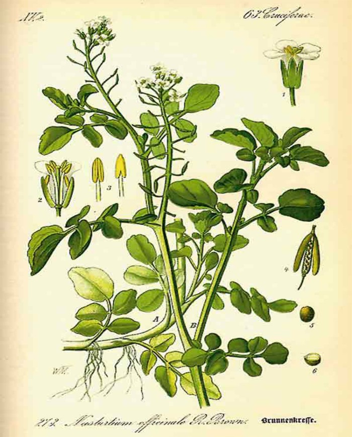 Crespino corteccia Berberis