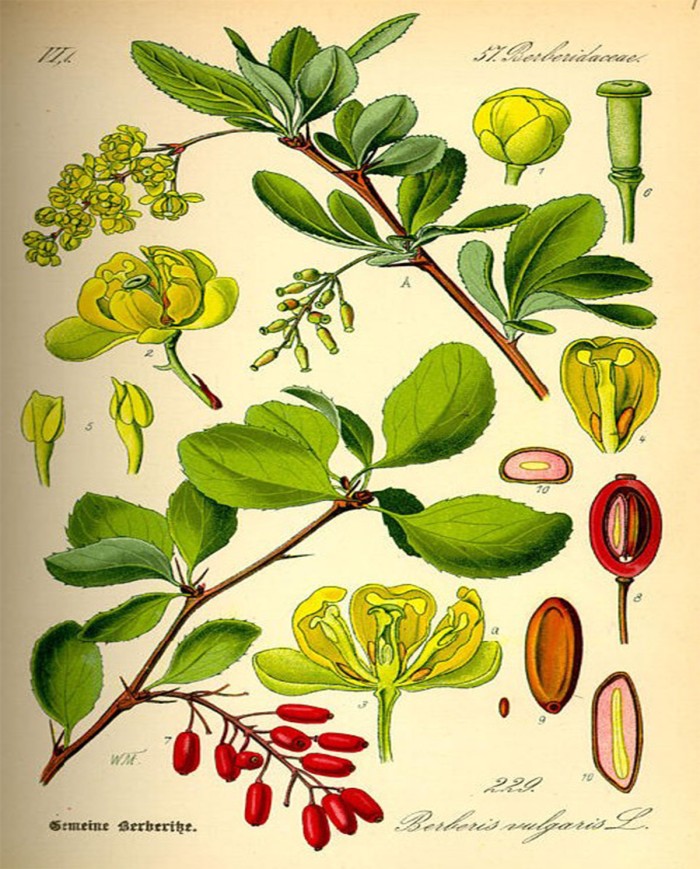 Crespino corteccia Berberis