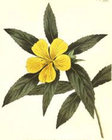 Damiana