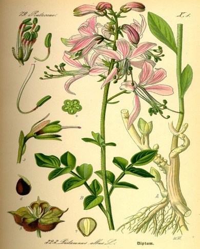 Dittamo cretico