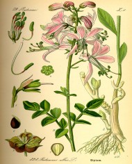 Dittamo cretico