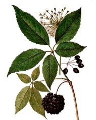 Eleuterococco