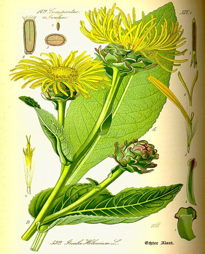 Epilobio parvifolia