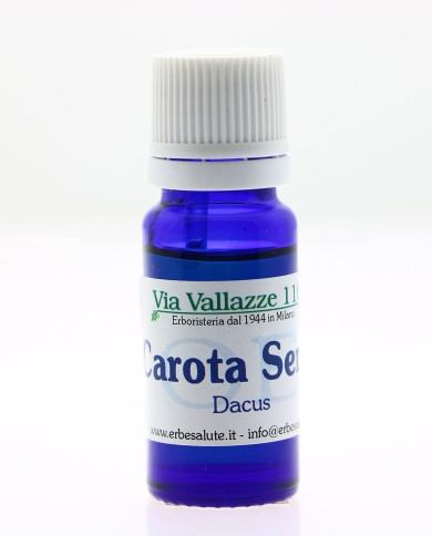 Carota seme