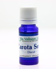 Carota seme