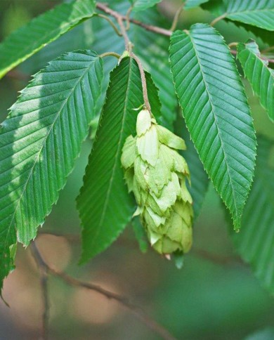 Hornbeam