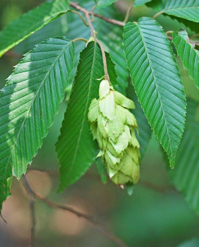 Hornbeam