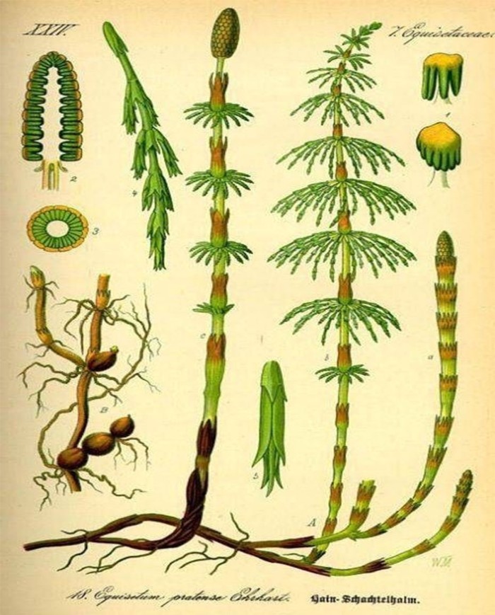 Epilobio parvifolia