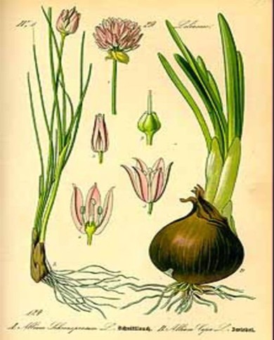 Erba cipollina