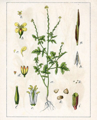 Erisimo