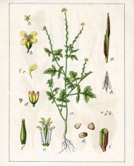 Erisimo