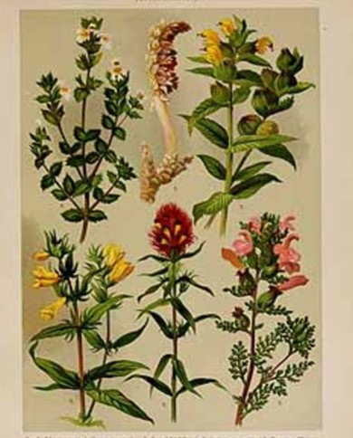 Eufrasia