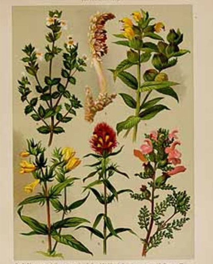 Eufrasia