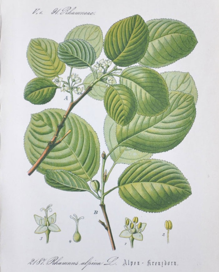Cimicifuga