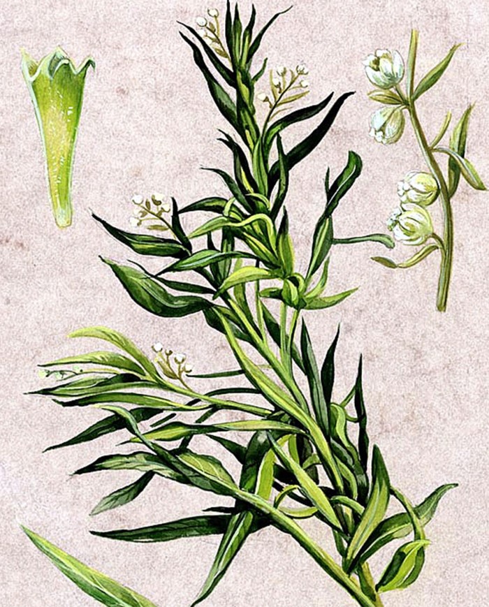 Estragone