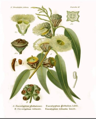 Eucalipto foglie