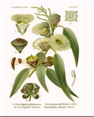 Eucalipto foglie