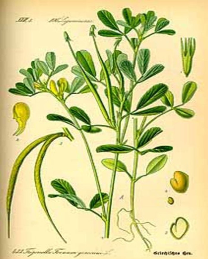 Camomilla fiore