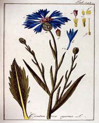 Fiordaliso
