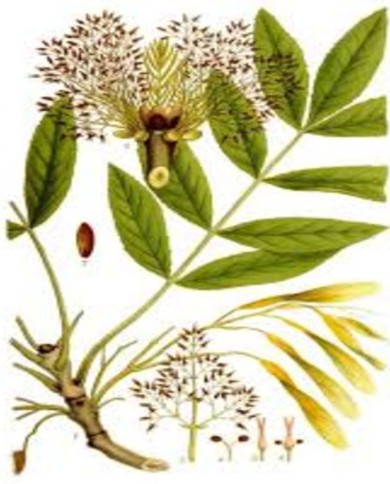 Frangula