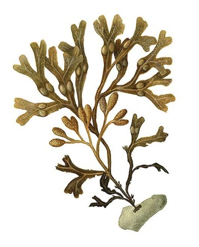 Fucus