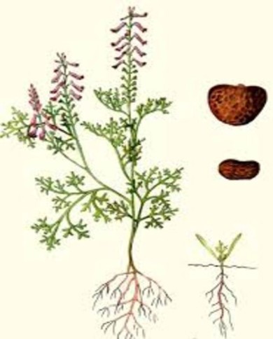Fumaria