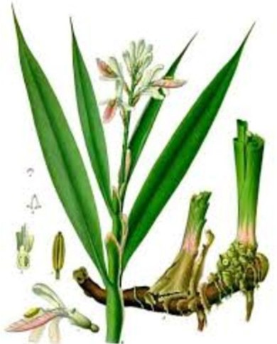 Galanga minore