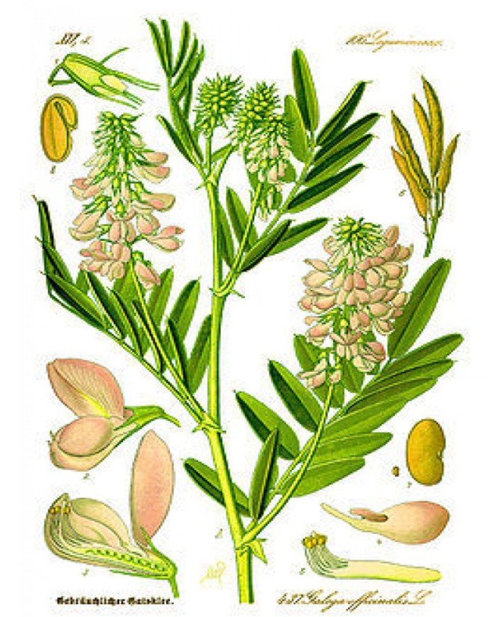 Galega