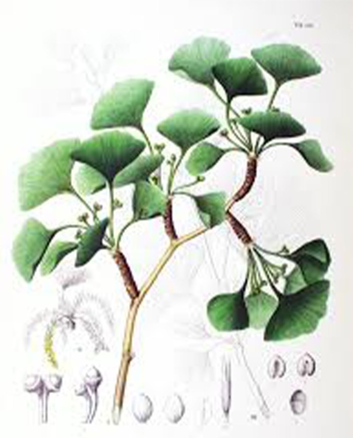 Ginseng taglio tisana