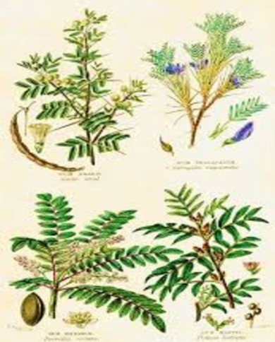 Gomma arabica