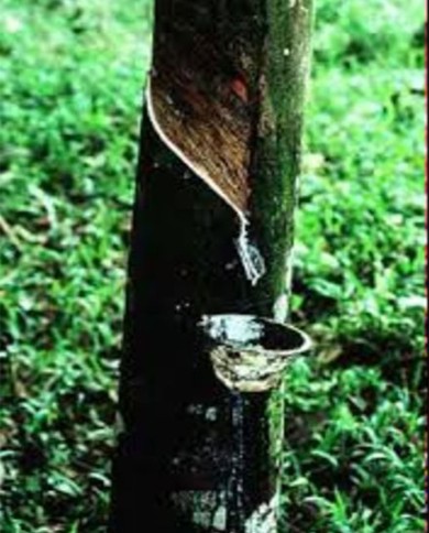 Gomma ammoniaca
