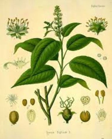 Gomma sandracca