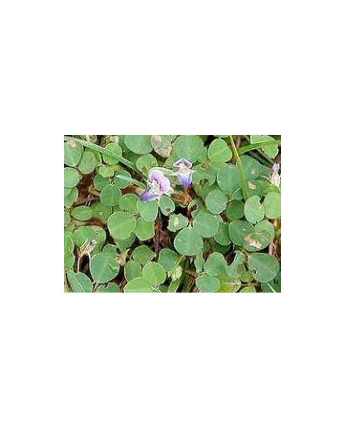 Desmodium