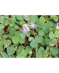 Desmodium