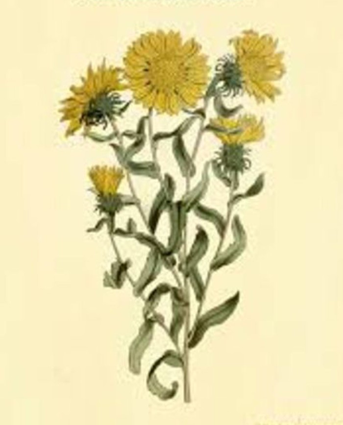 Guar polvere