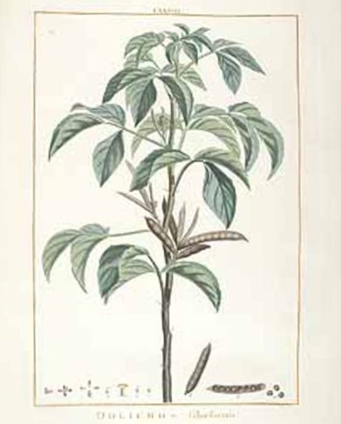 Guaraná  polvere