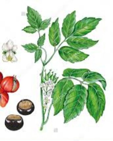 Guaraná  polvere