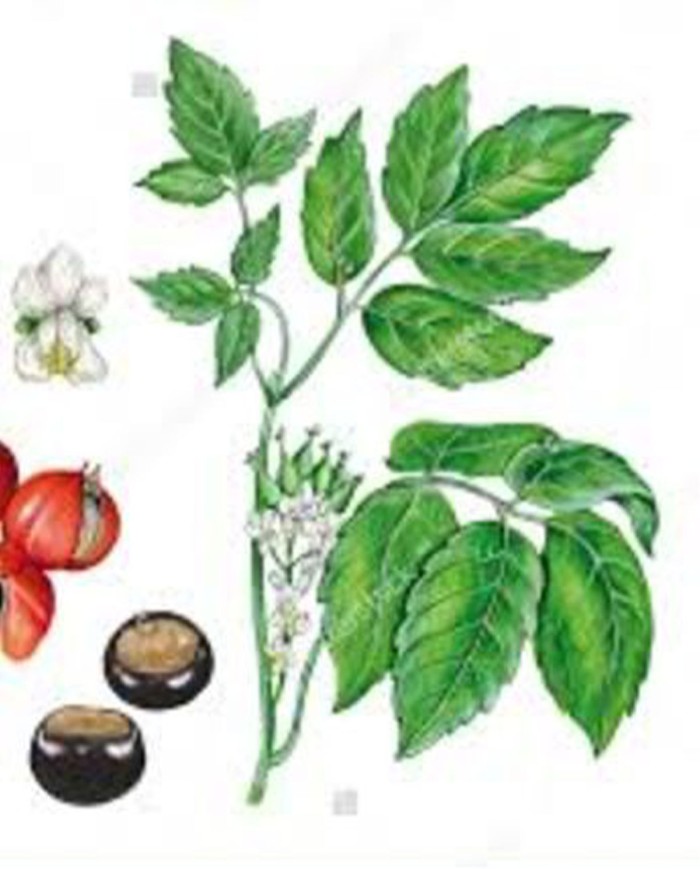 Guaraná  polvere