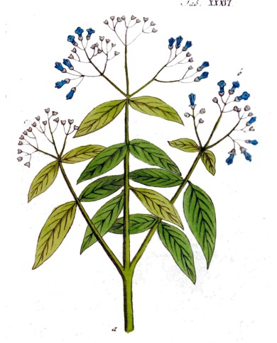 Hennè