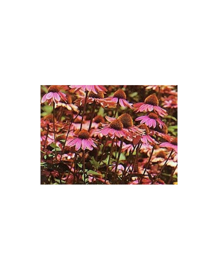 Echinacea radice