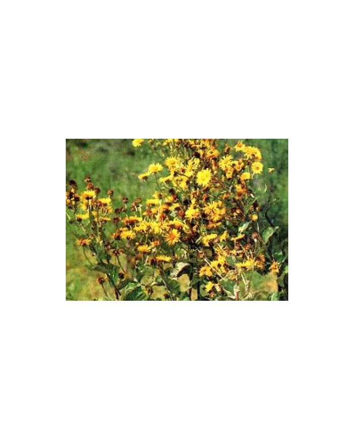 Enula campana