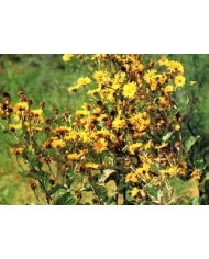Enula campana