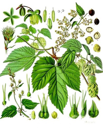 Luppolo coni taglio tisana 100 g.