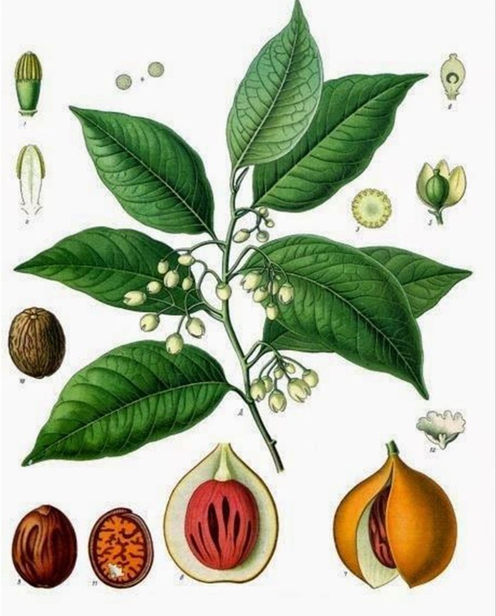 Liquerizia taglio tisana