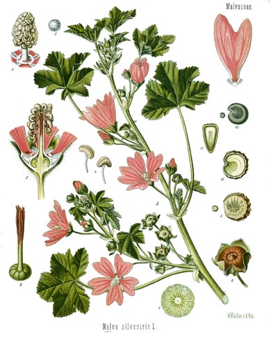 Malva foglia taglio tisana