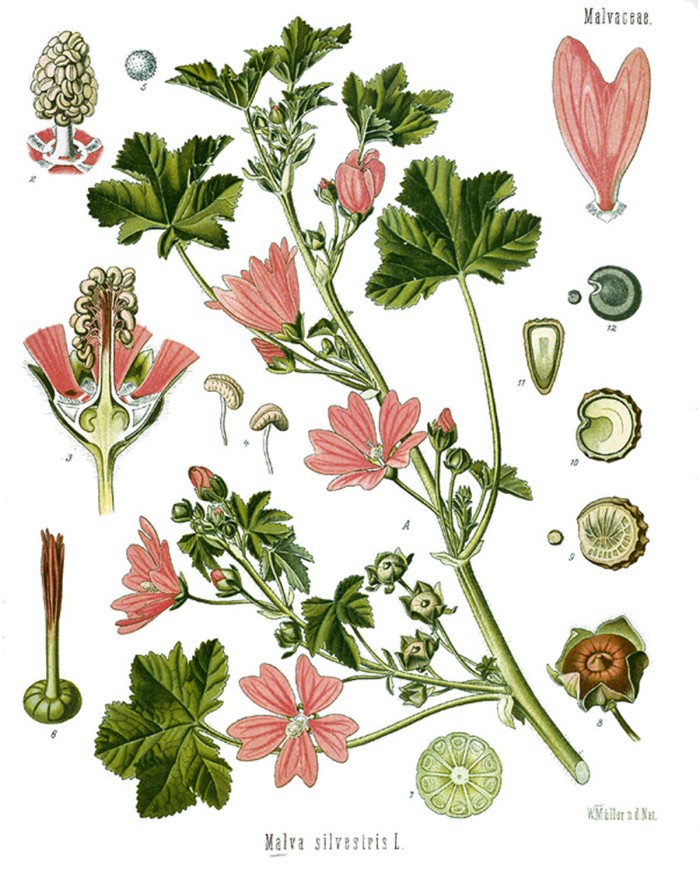 Malva foglia taglio tisana