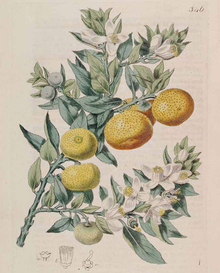 Malva foglia taglio tisana