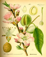 Mandorle farina