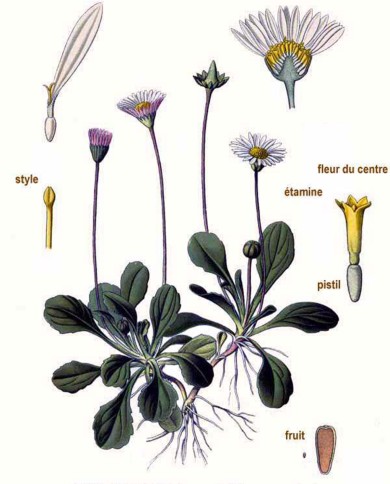 Margheritina